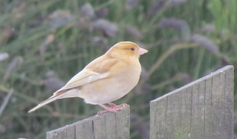 Leucistic-Chaffinch.2.jpg