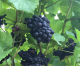 Bumper Grape Harvests Expected at Successful Local Vineyards
