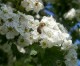 Beekeeper’s Notes: Weather, Feeding Bees And Identifying Bumble Bees