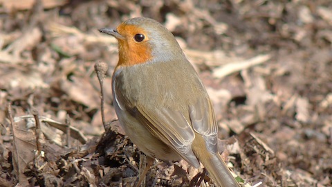 The bird emblem of Christmas - the robin.