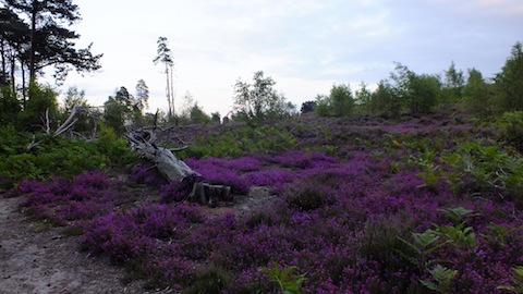 Heather in bloom on Thursley Common. Picture by Malcolm Fincham.