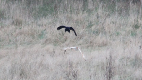 Barn Owl being mobbed by a Crow