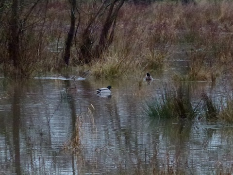 Ideal conditions for mallard ducks near Shalford.