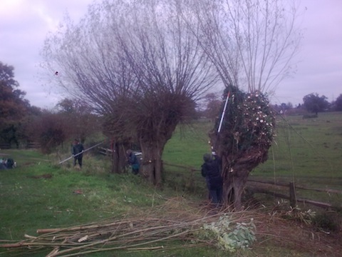Volunteers help with pollarding of willow trees.