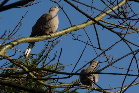 Two collared doves.....