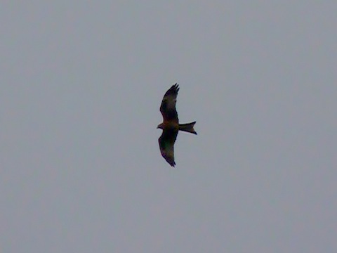 Red kite with distinctive forked tail