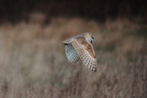 Barn owl near Bowers Lock.