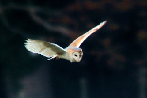 The barn owl at Bower Lock pictured on December 11.