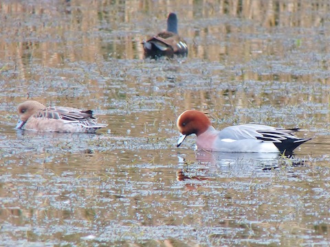 Drake and duck wigeon.