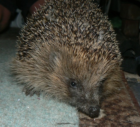 Hedgehog on a visit to my conservatory.