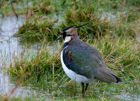 Lapwing, also known as the green plover.