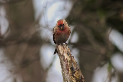 Male lesser redpoll.