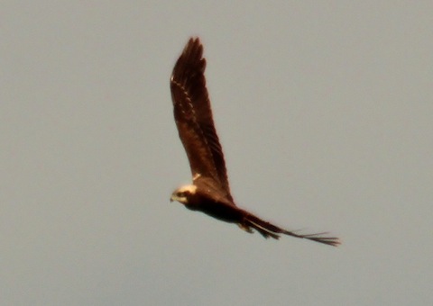Marsh Harrier at Sheppy.