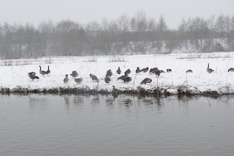 Canada geese on Stoke Lake. By Malcolm Fincham.