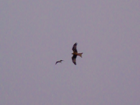 Distinctive shape of a red kite in flight, with a gull.
