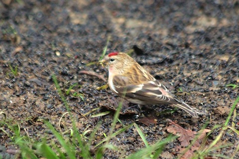 Red poll