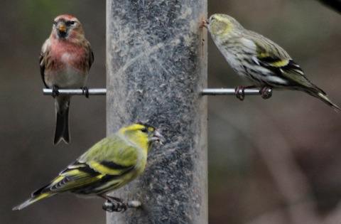 Siskins (green) and a redpoll.