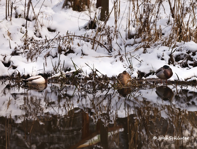 Bad weather for ducks? - photo John Schluter