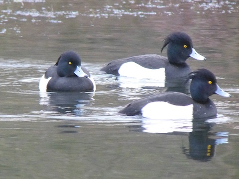 Tufted ducks on Stoke Lake.