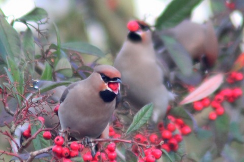 Waxwing (3a)