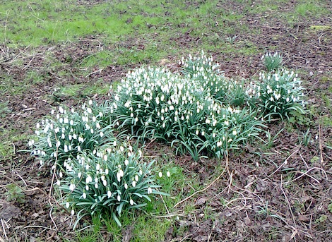 Snowdrops by the Wey