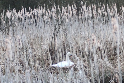 A mute swan on its nest.