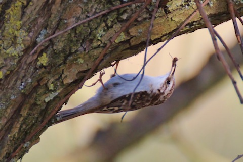 A treecreeper finds a tasty looking insect.