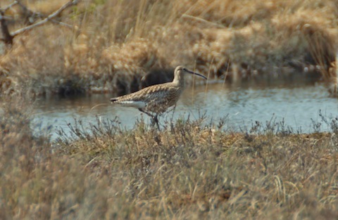 A recently taken picture of a curlew.