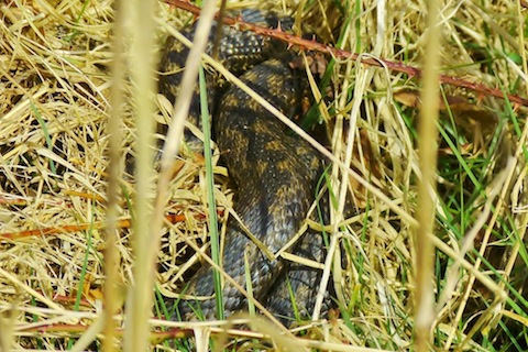 An adder makes the most of some long overdue warm sunshine at Pulborough Brooks.