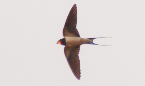 At long last a swallow by Stoke Lake.