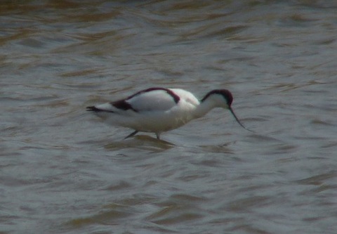 A single avocet – the emblem of the RPPB.