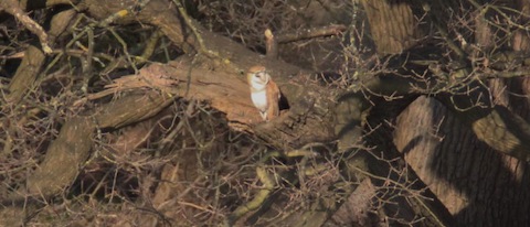 Barn owl cotinues to make an appearance.