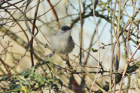 A blackcap now starting to find its voice.