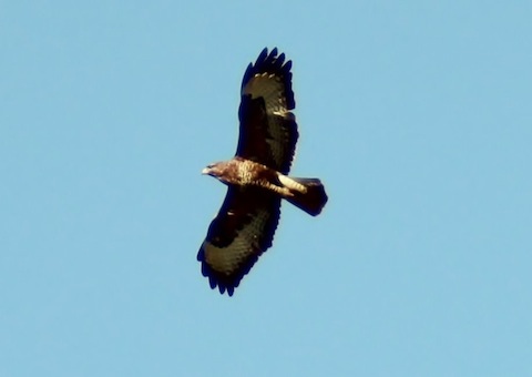 Common buzzard: now a common site in the skies around Guildford.
