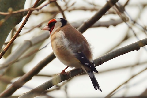 Goldfinch by visitor centre at Pulborough Brooks.
