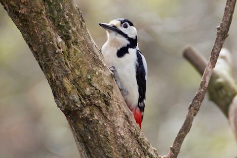 Great spotted Woodpecker. A regular visitor to feeders at Pulborugh Brooks.
