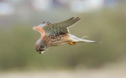 A kestrel hovers in its characteristic hunting pose.