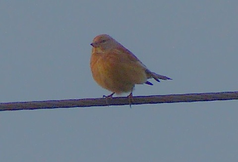 A linnet on a telegraph wire on Whitmoor Common.