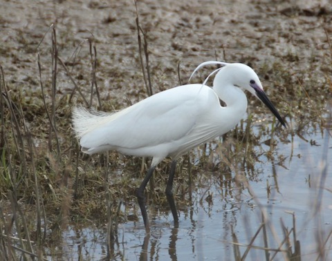 Little egrets are becoming a common sight throughout the year in the south of the UK.
