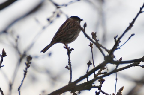 Reed bunting back and calling by the new riverside boardwalk at Stoke Meadows.
