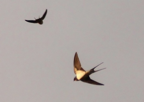Swallows feeding over Stoke Lock cottage.