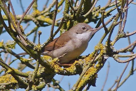 A whitethroat - this one pictured at Unstead Sewage Works.
