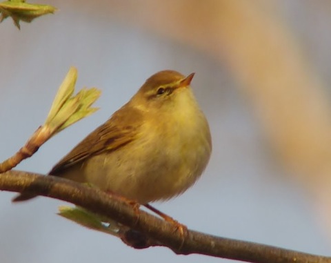 Willow warbler back on Whitmoor Common.