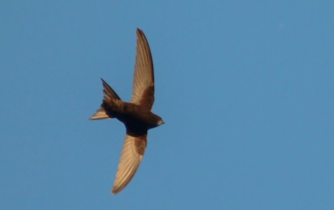 A swift is not an easy bird to photograph – hence its name.