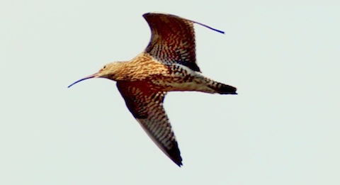 A curlew in flight over Thursley Common.