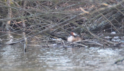 A distant shot of a great crested grebe on her nest at Stoke Lake.