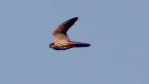 A hobby flies through as I watch  from the boardwalk on Thursley Common.