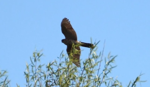 An opportunistic sparrowhawk patrols the area around Stoke Lake.