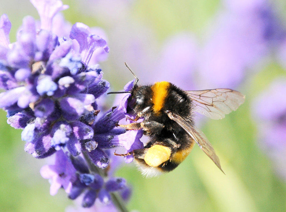 Bumble bees are another species where numbers have been reported to be in decline