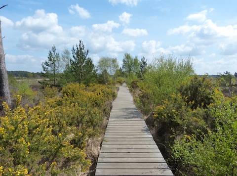 Boardwalk at Thursley leading out towards 'pine island'.